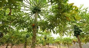 فندق Harvest Fresh Farms Kumily