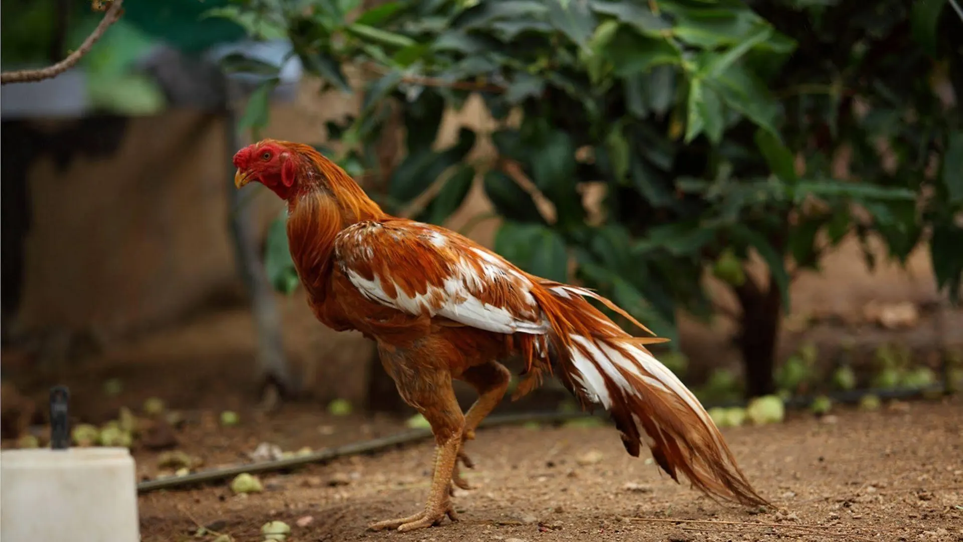 فندق Harvest Fresh Farms Kumily 2*,